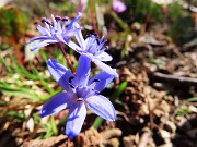 70 Scilla bifolia (Scilla silvestre)